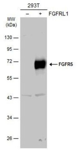 Invitrogen FGFR5 Polyclonal Antibody 100 &mu;L; Unconjugated:Antibodies,