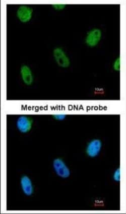 Invitrogen L3MBTL1 Polyclonal Antibody 100 &mu;L; Unconjugated:Antibodies,