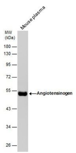 Invitrogen Angiotensinogen Polyclonal Antibody 100 &mu;L; Unconjugated:Antibodies,