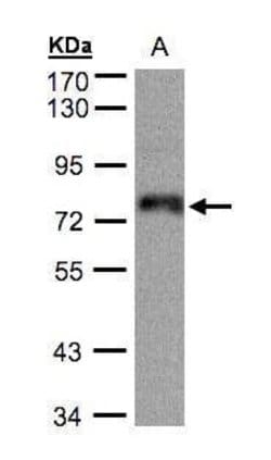 Invitrogen ZNF7 Polyclonal Antibody 100 &mu;L; Unconjugated:Antibodies,