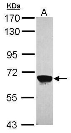 Invitrogen MPP2 Polyclonal Antibody 100 &mu;L; Unconjugated:Antibodies,