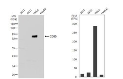 Invitrogen CD55 Polyclonal Antibody 100 &mu;L | Buy Online | Invitrogen&trade; | Fisher Scientific