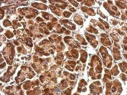 Invitrogen PDHA1 Polyclonal Antibody 100 &mu;L; Unconjugated:Antibodies,