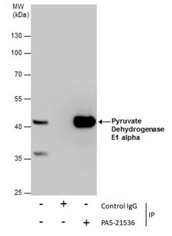 Invitrogen PDHA1 Polyclonal Antibody 100 &mu;L; Unconjugated:Antibodies,