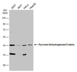 Invitrogen PDHA1 Polyclonal Antibody 100 &mu;L; Unconjugated:Antibodies,