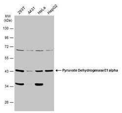 Invitrogen PDHA1 Polyclonal Antibody 100 &mu;L; Unconjugated:Antibodies,