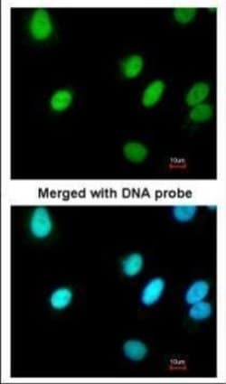 Invitrogen RFC4 Polyclonal Antibody 100 &mu;L; Unconjugated:Antibodies,