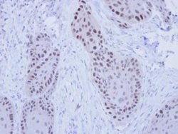 Invitrogen RFC4 Polyclonal Antibody 100 &mu;L; Unconjugated:Antibodies,