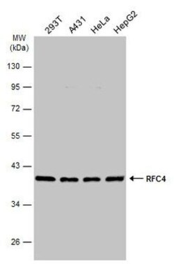 Invitrogen RFC4 Polyclonal Antibody 100 &mu;L; Unconjugated:Antibodies,