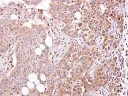 Invitrogen STOML1 Polyclonal Antibody 100 &mu;L; Unconjugated:Antibodies,