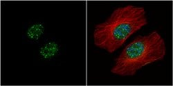 Invitrogen HMBOX1 Polyclonal Antibody 100 &mu;L; Unconjugated:Antibodies,