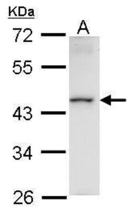 Invitrogen HMBOX1 Polyclonal Antibody 100 &mu;L; Unconjugated:Antibodies,