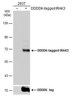 Invitrogen IRAK-M Polyclonal Antibody 100 &mu;L; Unconjugated:Antibodies,