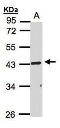 TNFRSF19L Polyclonal Antibody, Invitrogen 100 &mu;L; Unconjugated:Antibodies,