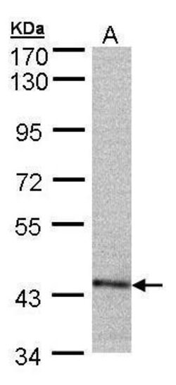 Invitrogen PSMC6 Polyclonal Antibody 100 &mu;L; Unconjugated:Antibodies,