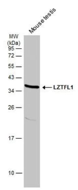 Invitrogen LZTFL1 Polyclonal Antibody 100 &mu;L; Unconjugated:Antibodies,