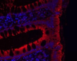 Invitrogen JAM2 Polyclonal Antibody 100 &mu;L; Unconjugated:Antibodies,