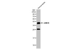 Invitrogen JAM2 Polyclonal Antibody 100 &mu;L; Unconjugated:Antibodies,