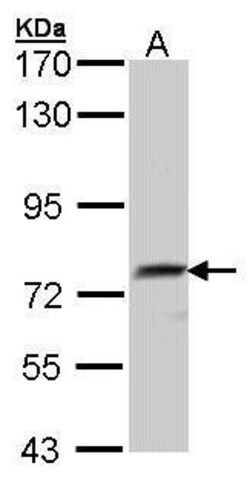 Invitrogen QSOX1 Polyclonal Antibody 100 &mu;L; Unconjugated:Antibodies,