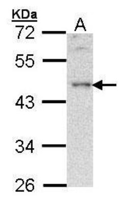 Invitrogen BLNK Polyclonal Antibody 100 &mu;L; Unconjugated:Antibodies,