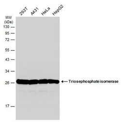 Invitrogen TPI1 Polyclonal Antibody 100 μL; Unconjugated:Antibodies,