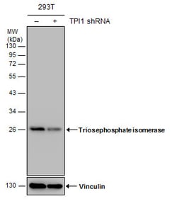 Invitrogen TPI1 Polyclonal Antibody 100 μL; Unconjugated:Antibodies,