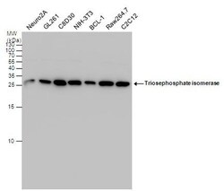 Invitrogen TPI1 Polyclonal Antibody 100 μL; Unconjugated:Antibodies,
