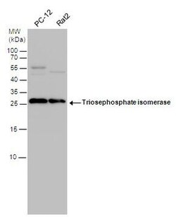 Invitrogen TPI1 Polyclonal Antibody 100 μL; Unconjugated:Antibodies,