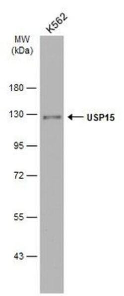 Invitrogen USP15 Polyclonal Antibody 100 &mu;L; Unconjugated:Antibodies,