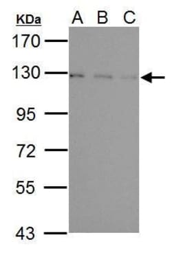 Invitrogen USP15 Polyclonal Antibody 100 &mu;L; Unconjugated:Antibodies,