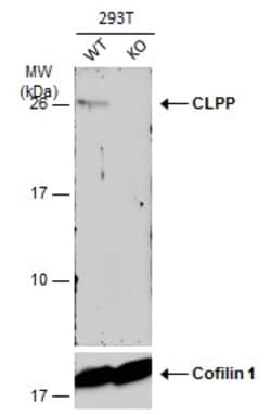 Invitrogen CLPP Polyclonal Antibody 100 &mu;L; Unconjugated:Antibodies,