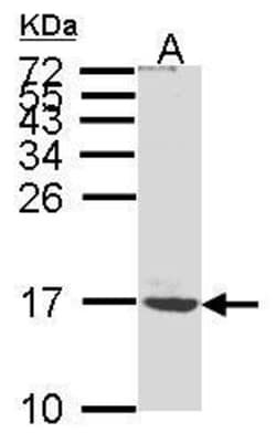Invitrogen ATP5G1 Polyclonal Antibody 100 &mu;L; Unconjugated:Antibodies,