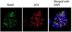 Invitrogen MAD2 Polyclonal Antibody 100 &mu;L; Unconjugated:Antibodies,