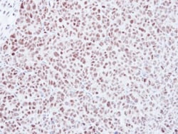 Invitrogen MAD2 Polyclonal Antibody 100 &mu;L; Unconjugated:Antibodies,