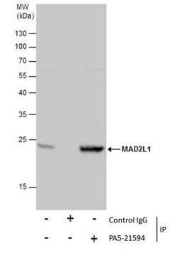 Invitrogen MAD2 Polyclonal Antibody 100 &mu;L; Unconjugated:Antibodies,
