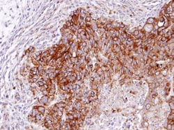 Invitrogen RASGRP4 Polyclonal Antibody 100 &mu;L; Unconjugated:Antibodies,