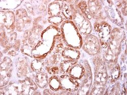 Invitrogen SOCS4 Polyclonal Antibody 100 &mu;L; Unconjugated:Antibodies,