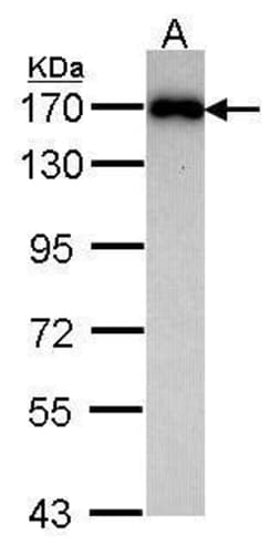 Invitrogen MAGI2 Polyclonal Antibody 100 &mu;L; Unconjugated:Antibodies,