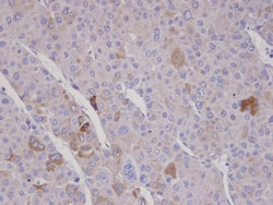 Invitrogen FBXO2 Polyclonal Antibody 100 &mu;L; Unconjugated:Antibodies,