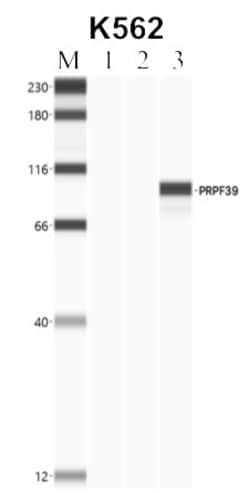 Invitrogen PRPF39 Polyclonal Antibody 100 &mu;L; Unconjugated:Antibodies,