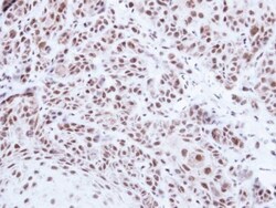 Invitrogen PRPF39 Polyclonal Antibody 100 &mu;L; Unconjugated:Antibodies,