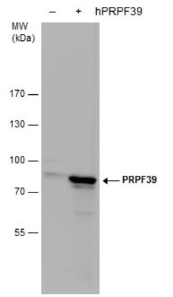 Invitrogen PRPF39 Polyclonal Antibody 100 &mu;L; Unconjugated:Antibodies,