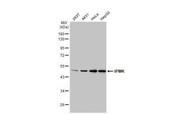 Invitrogen IPMK Polyclonal Antibody 100 &mu;L | Buy Online | Invitrogen&trade; | Fisher Scientific
