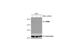 Invitrogen IPMK Polyclonal Antibody 100 &mu;L | Buy Online | Invitrogen&trade; | Fisher Scientific