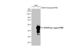 Invitrogen IPMK Polyclonal Antibody 100 &mu;L | Buy Online | Invitrogen&trade; | Fisher Scientific