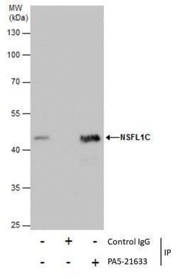 Invitrogen NSFL1C Polyclonal Antibody 100 &mu;L; Unconjugated:Antibodies,