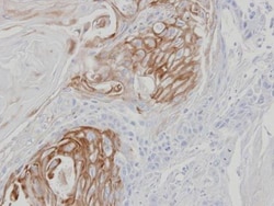 Invitrogen ZPBP Polyclonal Antibody 100 &mu;L; Unconjugated:Antibodies,