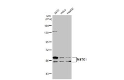 Invitrogen MSTO1 Polyclonal Antibody 100 &mu;L; Unconjugated:Antibodies,