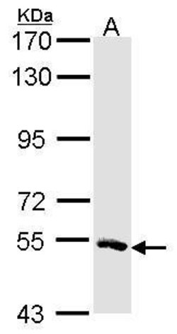 Invitrogen MSTO1 Polyclonal Antibody 100 &mu;L; Unconjugated:Antibodies,