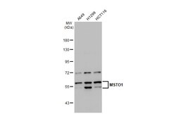 Invitrogen MSTO1 Polyclonal Antibody 100 &mu;L; Unconjugated:Antibodies,